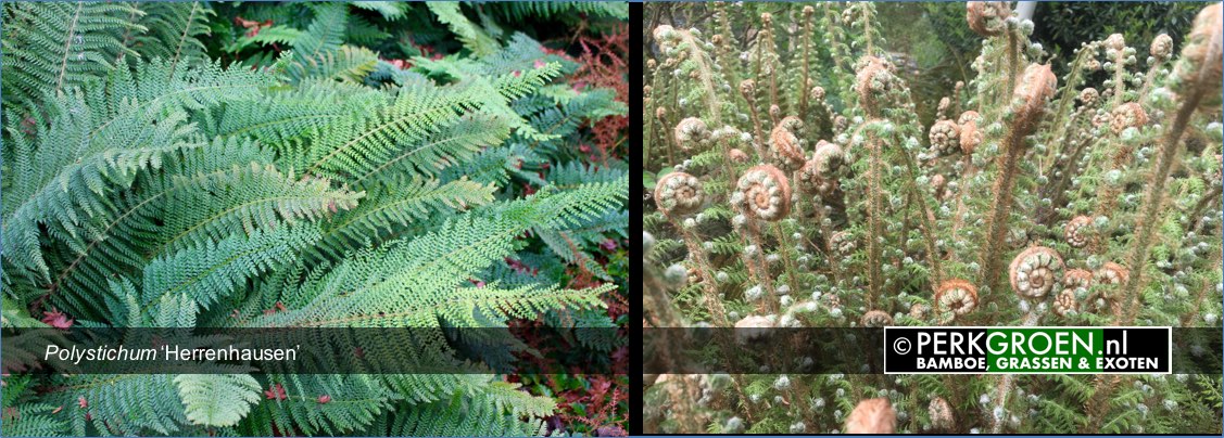Polystichum Herrenhausen Polystichum Herrenhausen